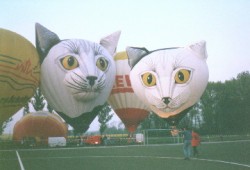 Zwei Mal Miau